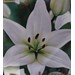 Foto 3 LILIUM